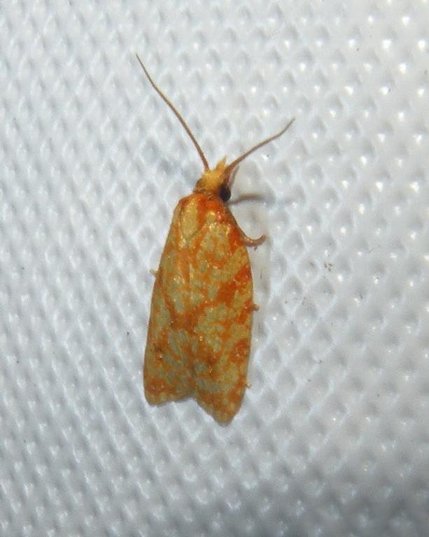 Photo of Sparganothis fruitworm moth
