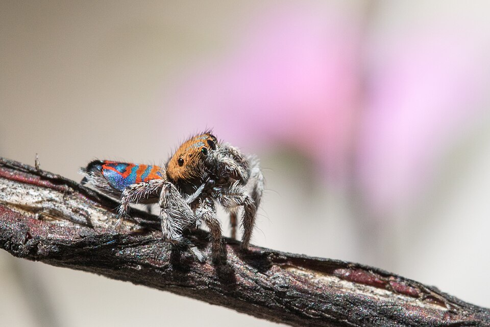 Photo of Sparklemuffin