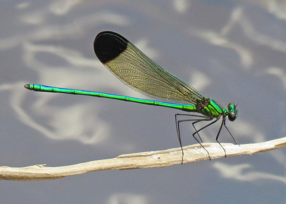 Photo of Sparkling jewelwing