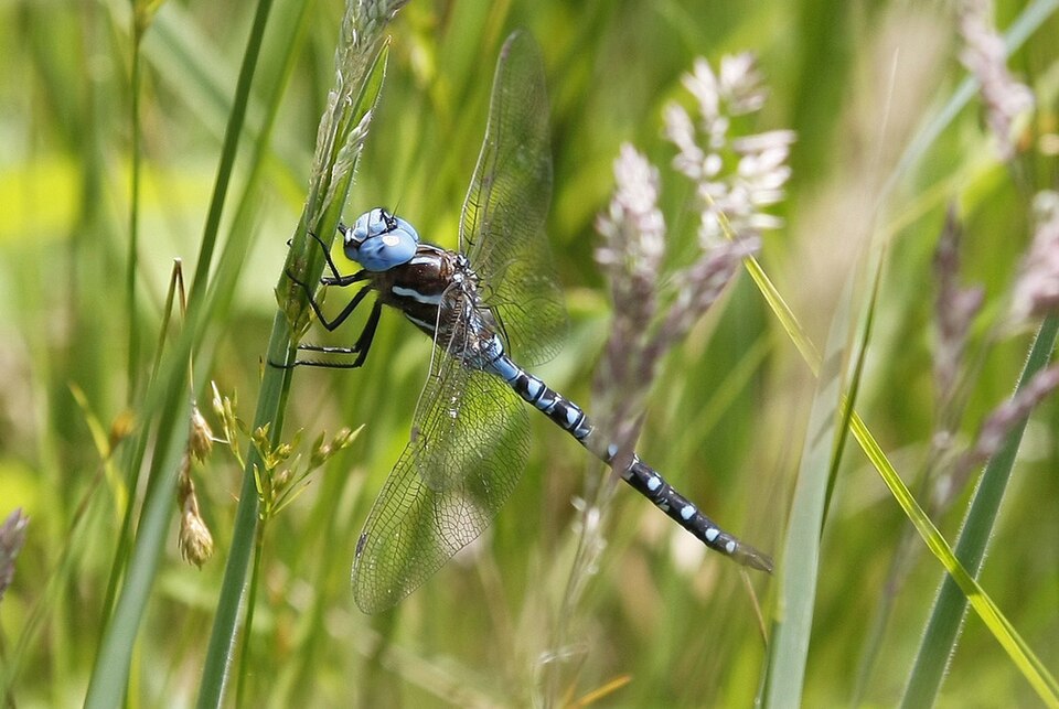 Photo of Spatterdock darner