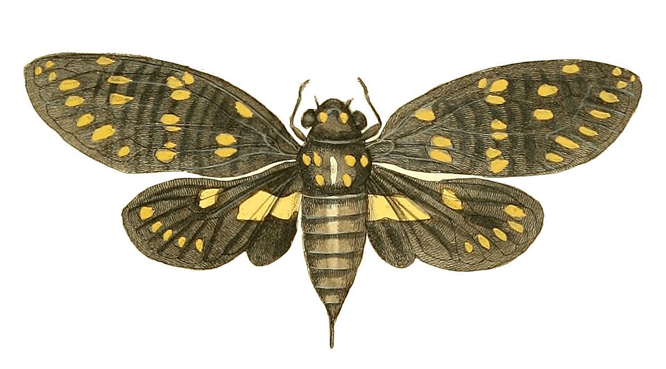Photo of Speckled black cicada