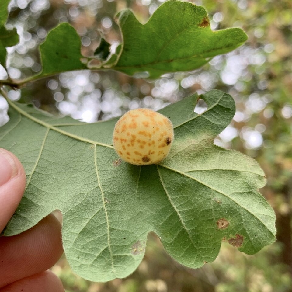 Photo of Speckled gall wasp