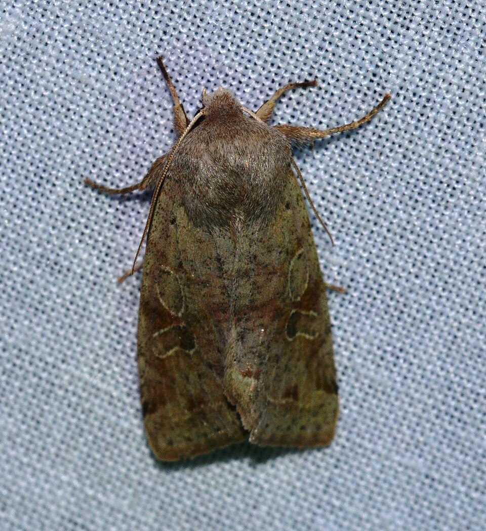 Photo of Speckled green fruitworm moth