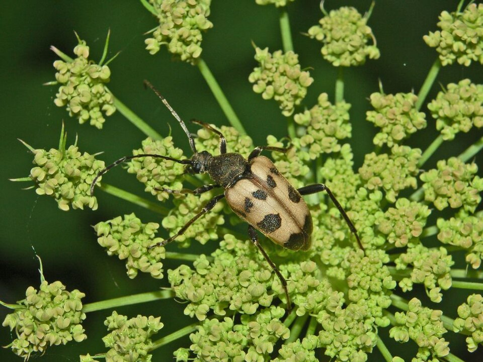 Photo of Speckled longhorn beetle