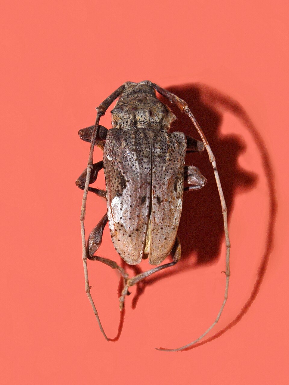 Photo of Spider longhorned beetle