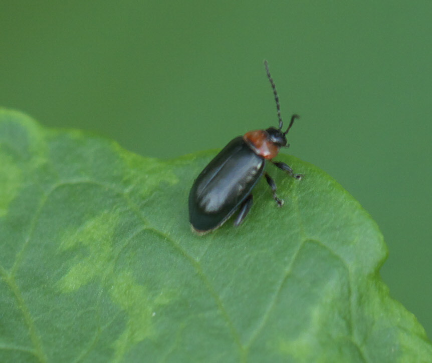 Photo of Spinach flea beetle