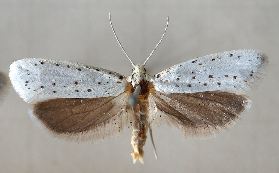 Photo of Spindle ermine moth