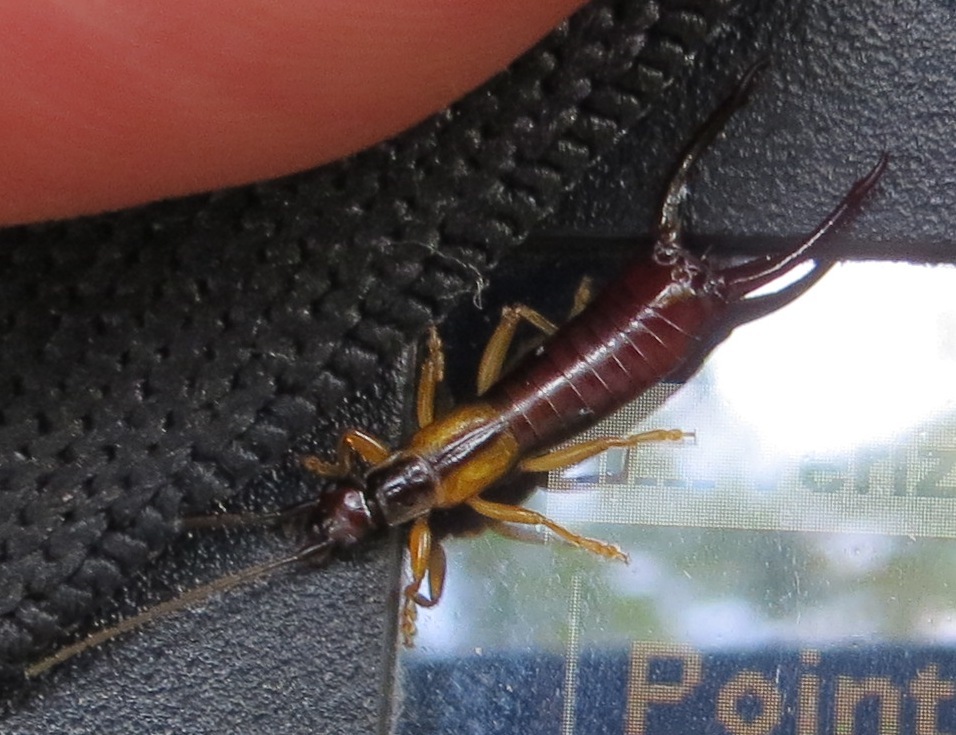 Photo of Spine-tailed earwig