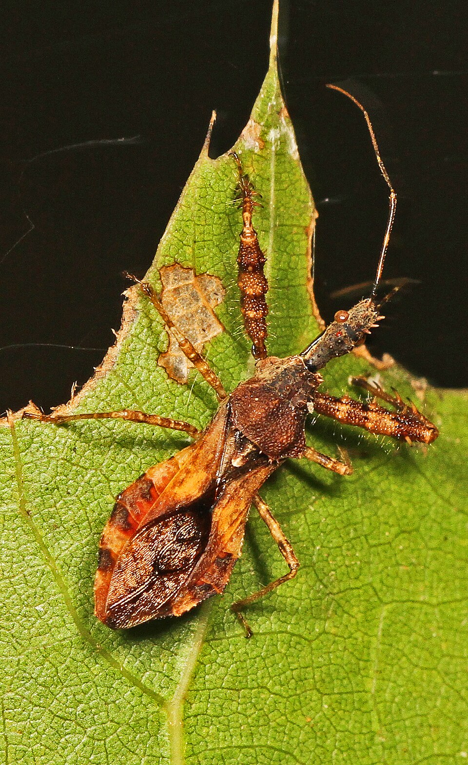 Photo of Spined assassin bug