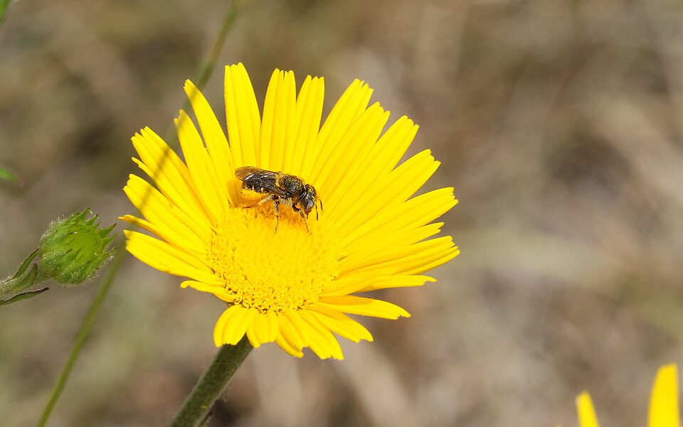Photo of Spined mason bee