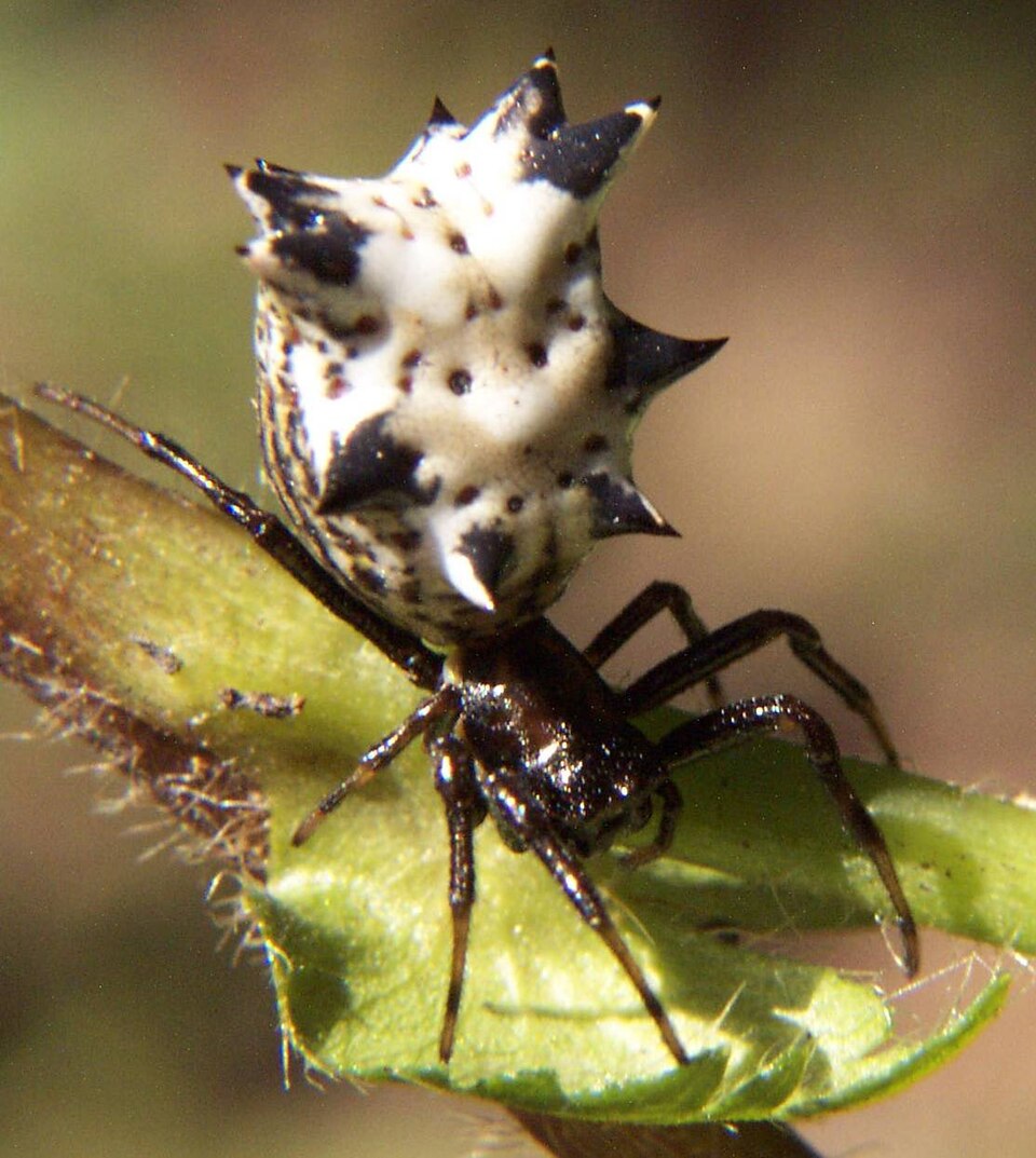 Photo of Spined micrathena
