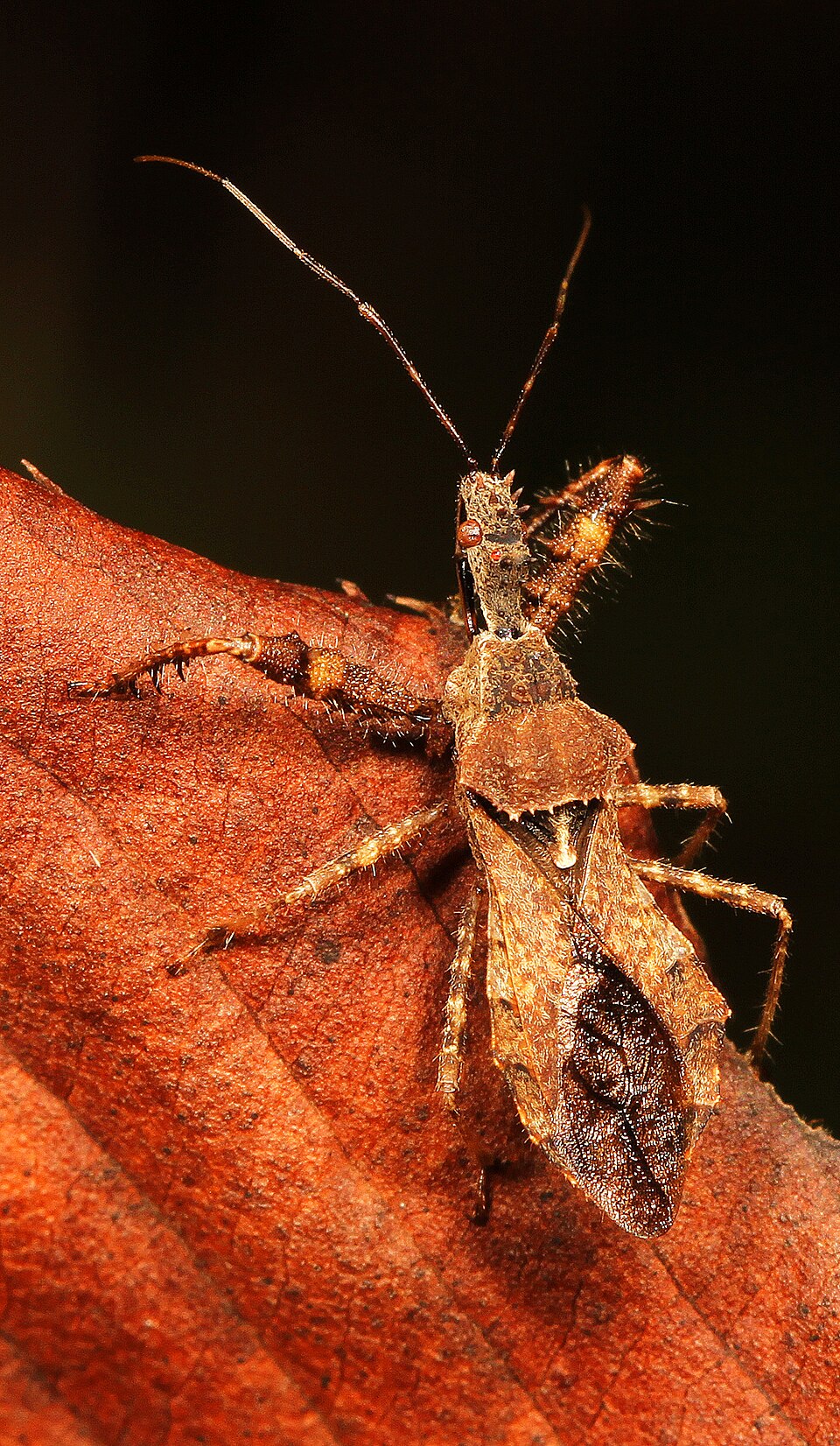 Photo of Spiny assassin bug