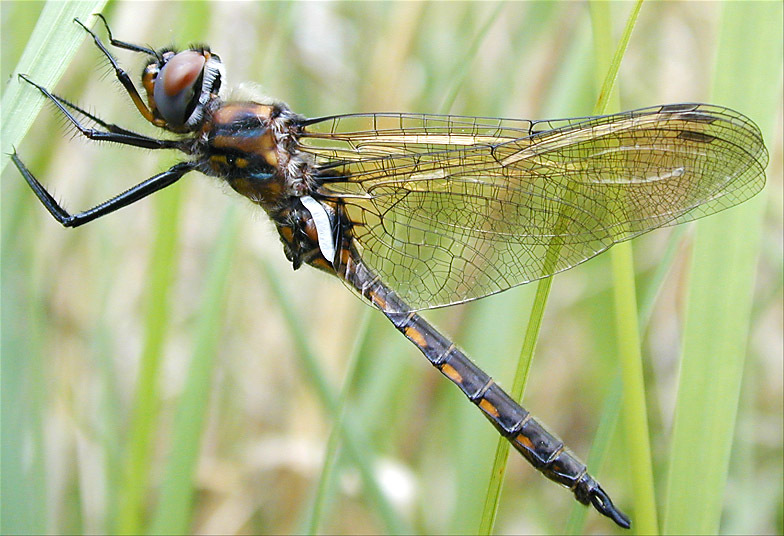 Photo of Spiny baskettail