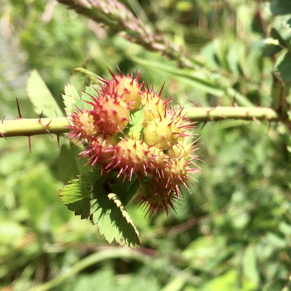 Photo of Spiny leaf gall wasp
