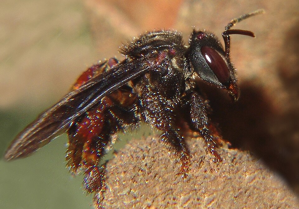 Photo of Spiny-legged stingless bee