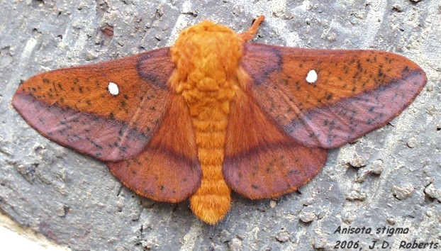 Photo of Spiny oakworm moth