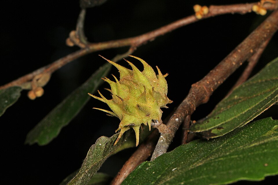 Photo of Spiny witch-hazel gall aphid