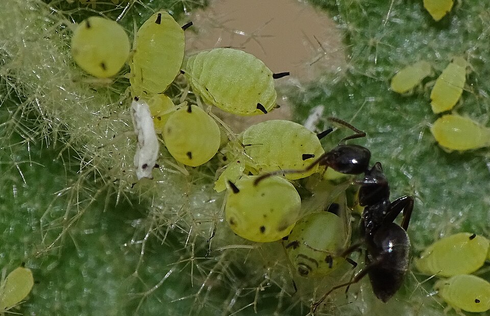 Photo of Spiraea aphid