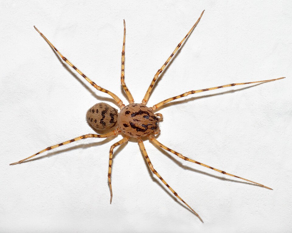 Photo of Spitting spider