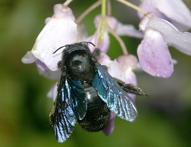Photo of Splay-footed carpenter