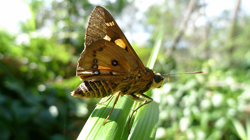 Photo of Splendid ochre