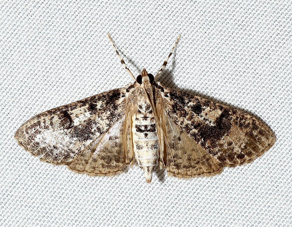 Photo of Splendid palpita moth