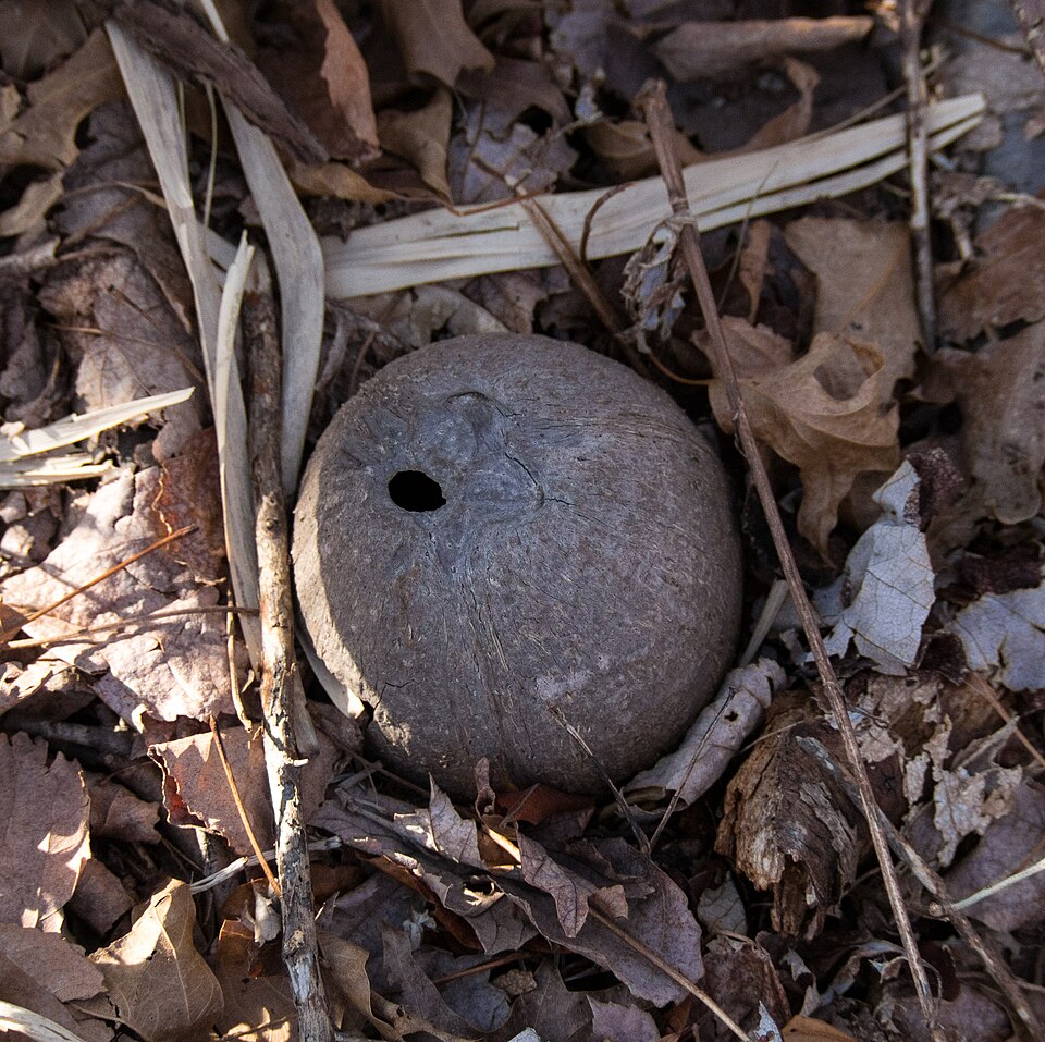 Photo of Spongy oak apple gall wasp