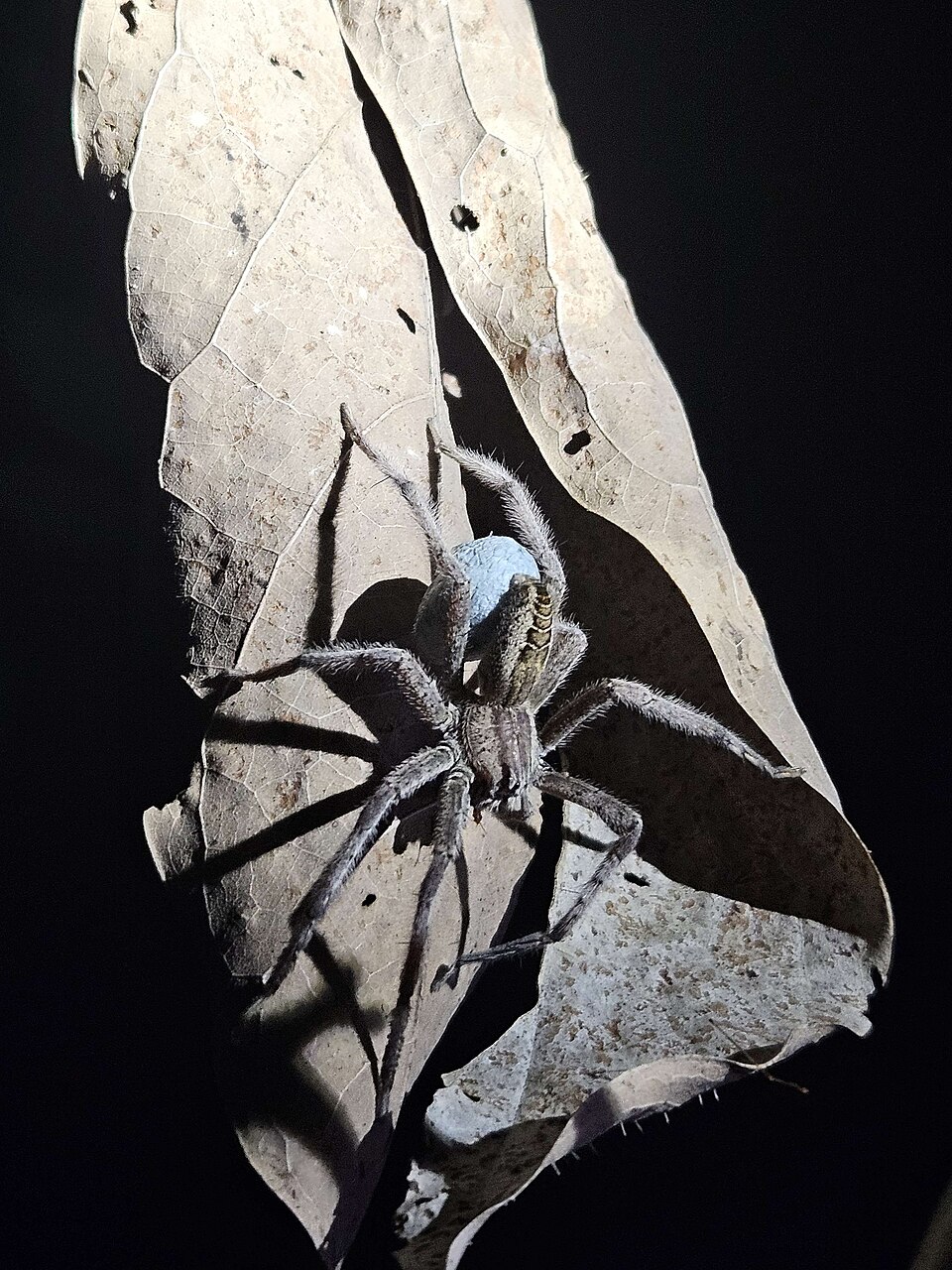 Photo of Spot-legged bromeliad spider