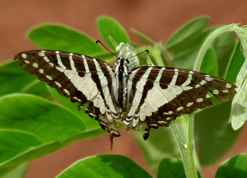 Photo of Spot swordtail
