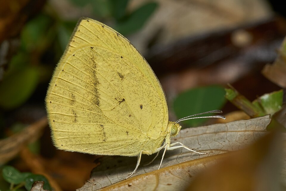 Photo of Spotless grass yellow