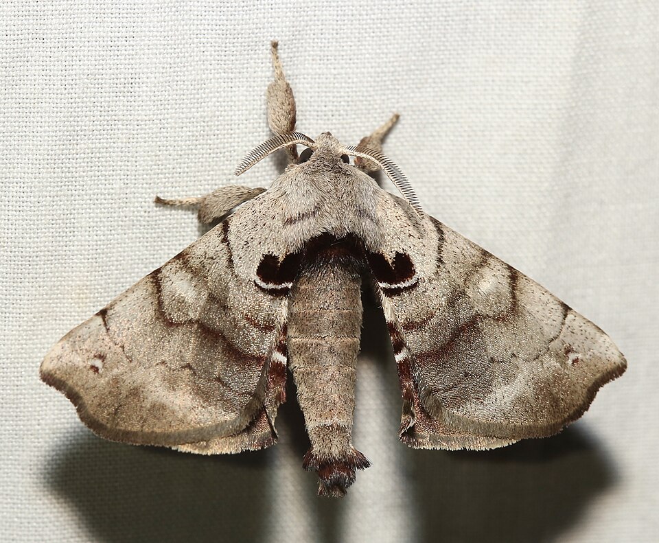Photo of Spotted apatelodes moth