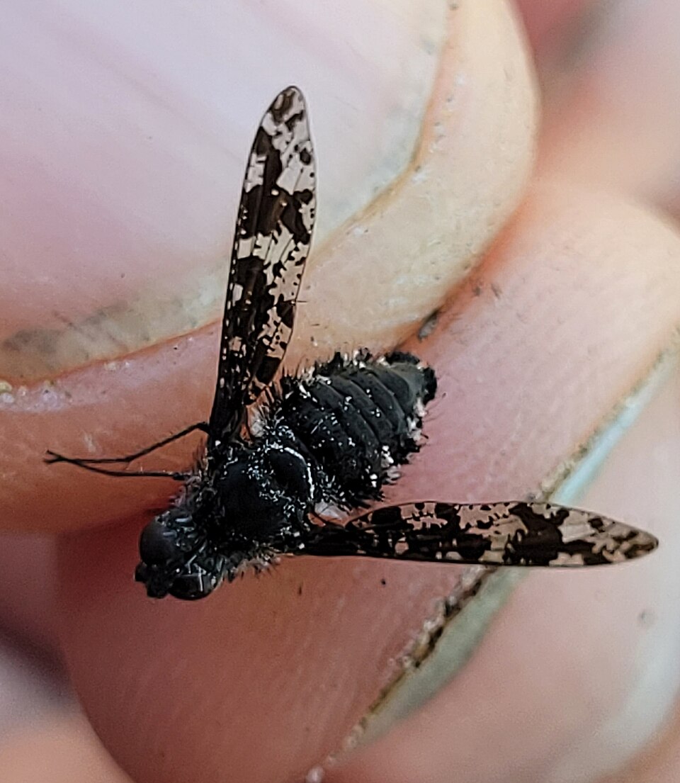 Photo of Spotted bee fly