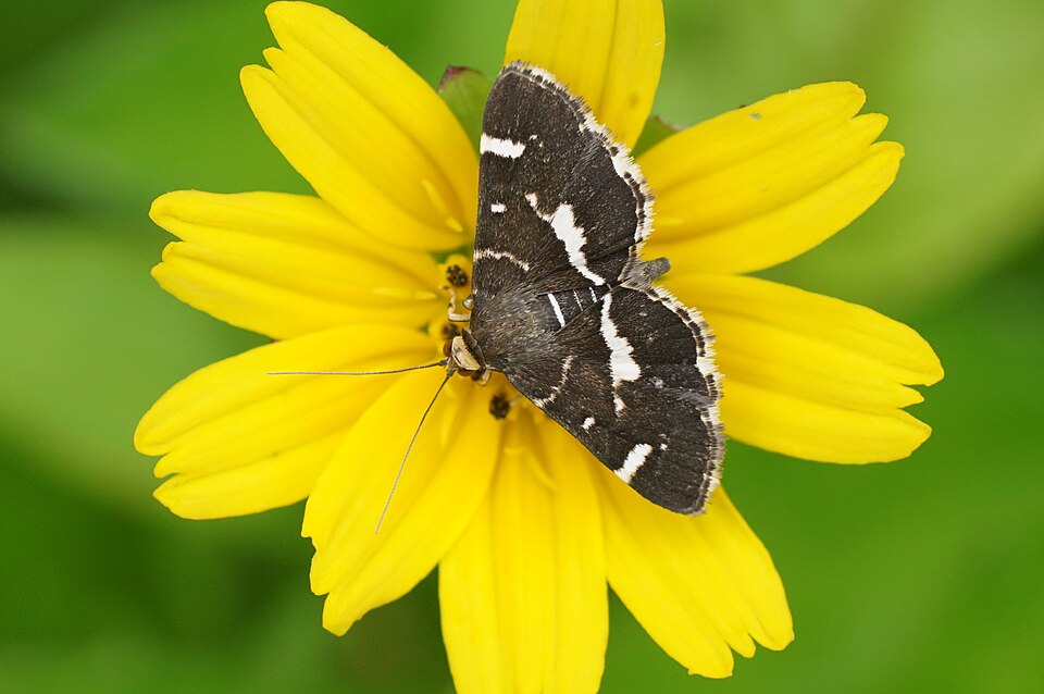 Photo of Spotted beet webworm moth