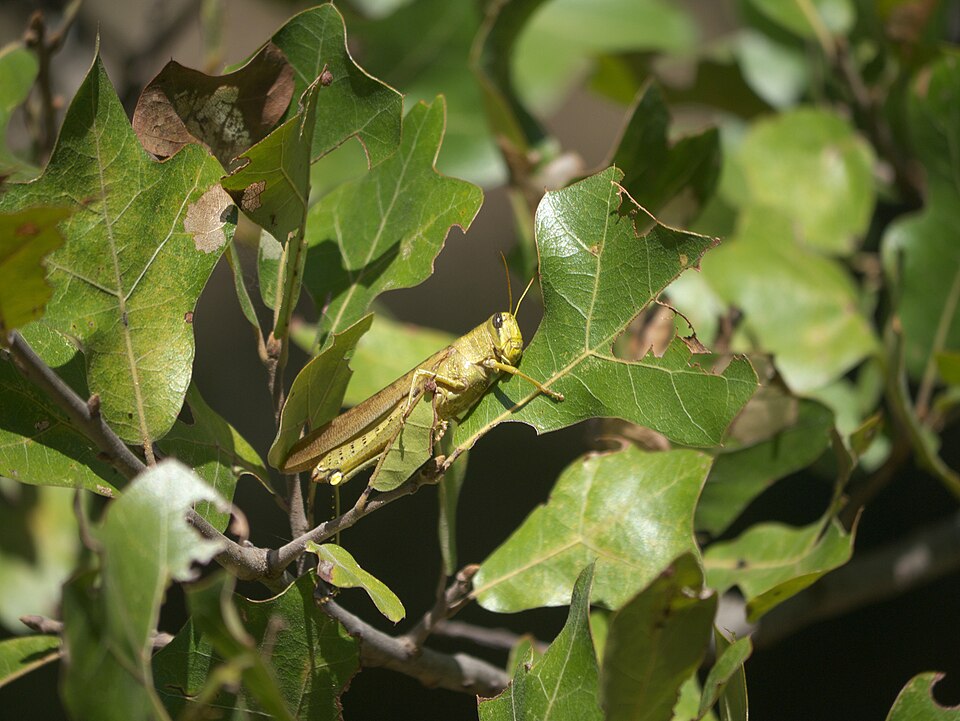 Photo of Spotted bird grasshopper
