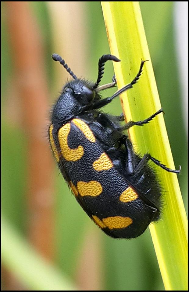 Photo of Spotted blisterbeetle
