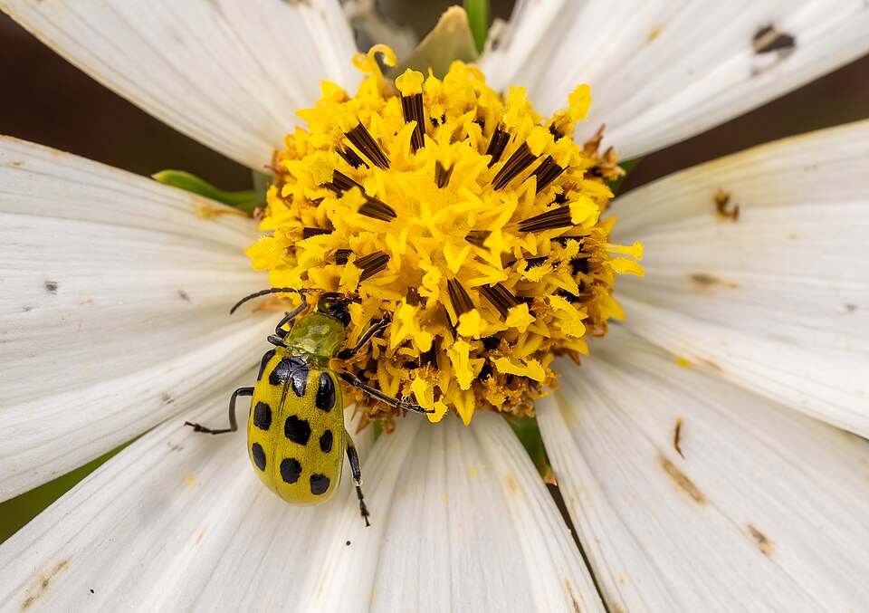 Photo of Spotted cucumber beetle