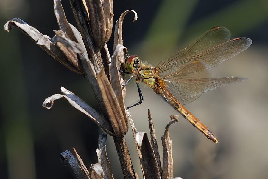Photo of Spotted darter
