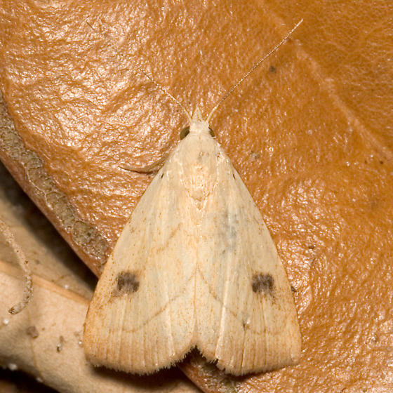 Photo of Spotted grass moth