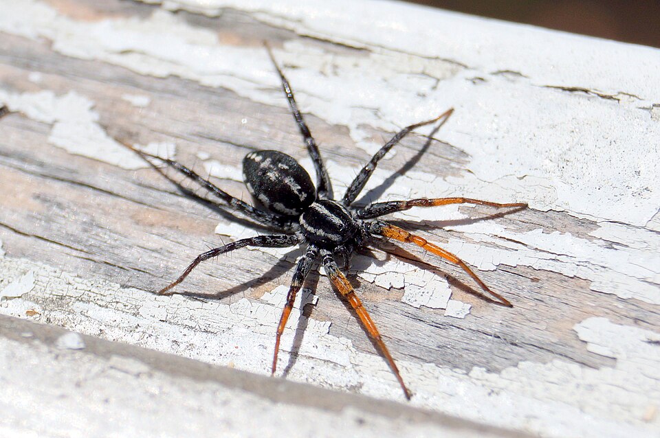 Photo of Spotted ground swift spider