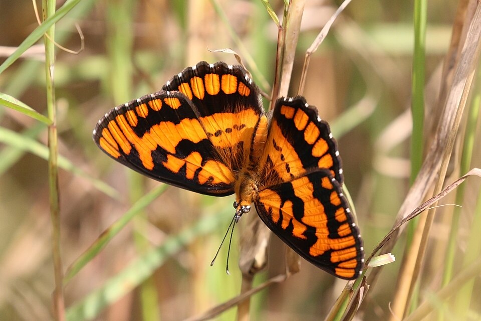 Photo of Spotted joker