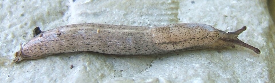 Photo of Spotted keeled slug