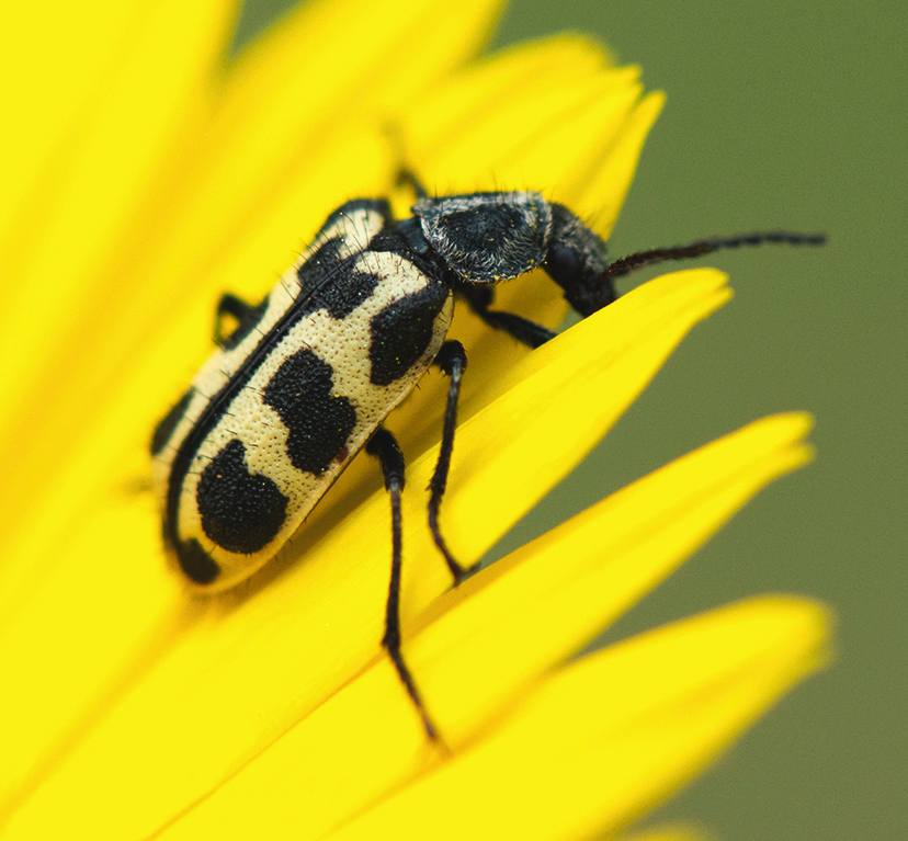 Photo of Spotted maize beetle