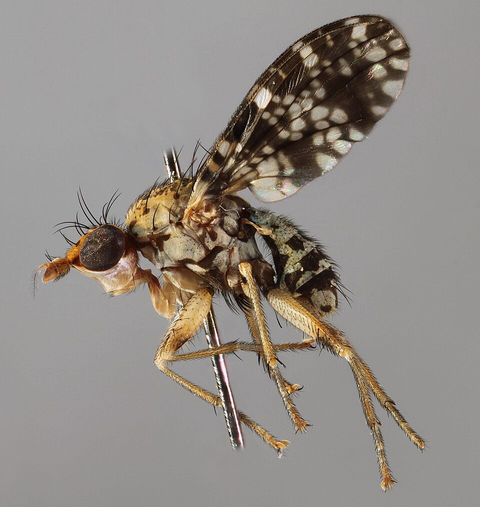 Photo of Spotted marsh fly