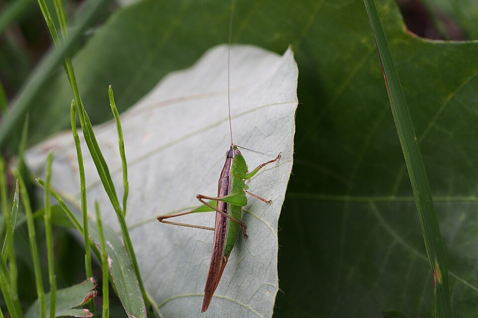 Photo of Spotted meadow katydid