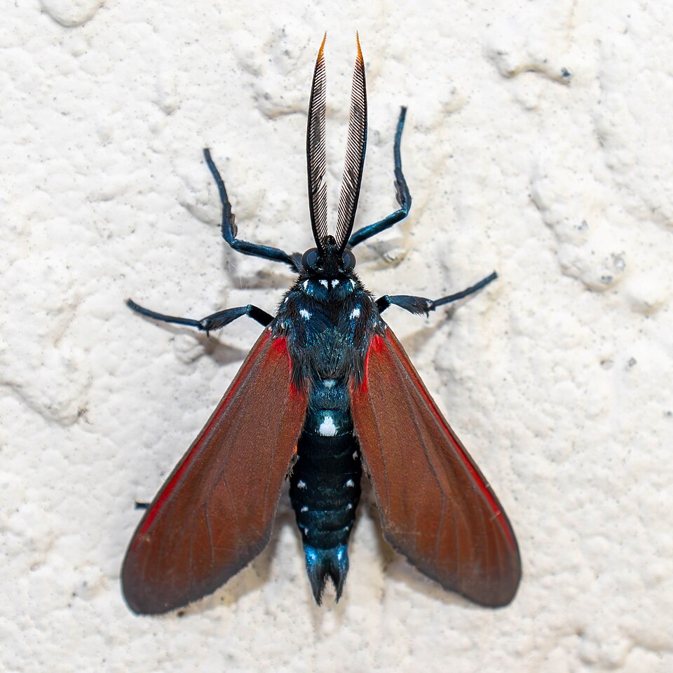 Photo of Spotted oleander moth