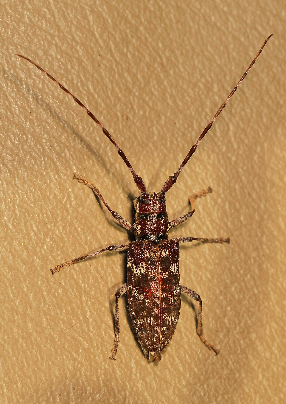 Photo of Spotted pine sawyer