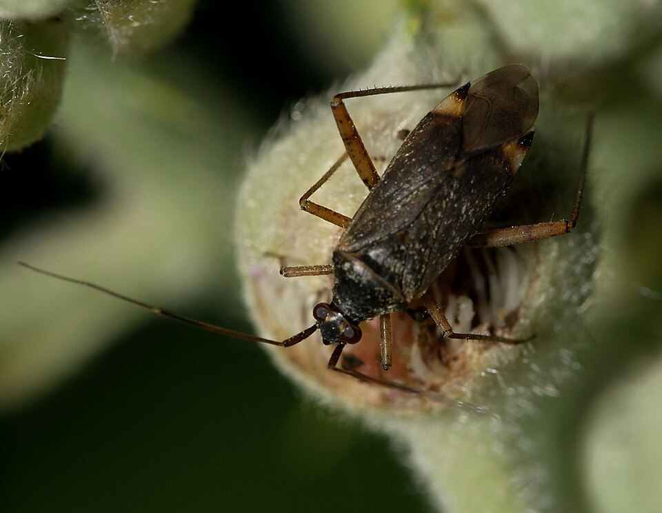 Photo of Spotted plant bug