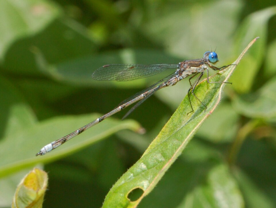 Photo of Spotted spreadwing