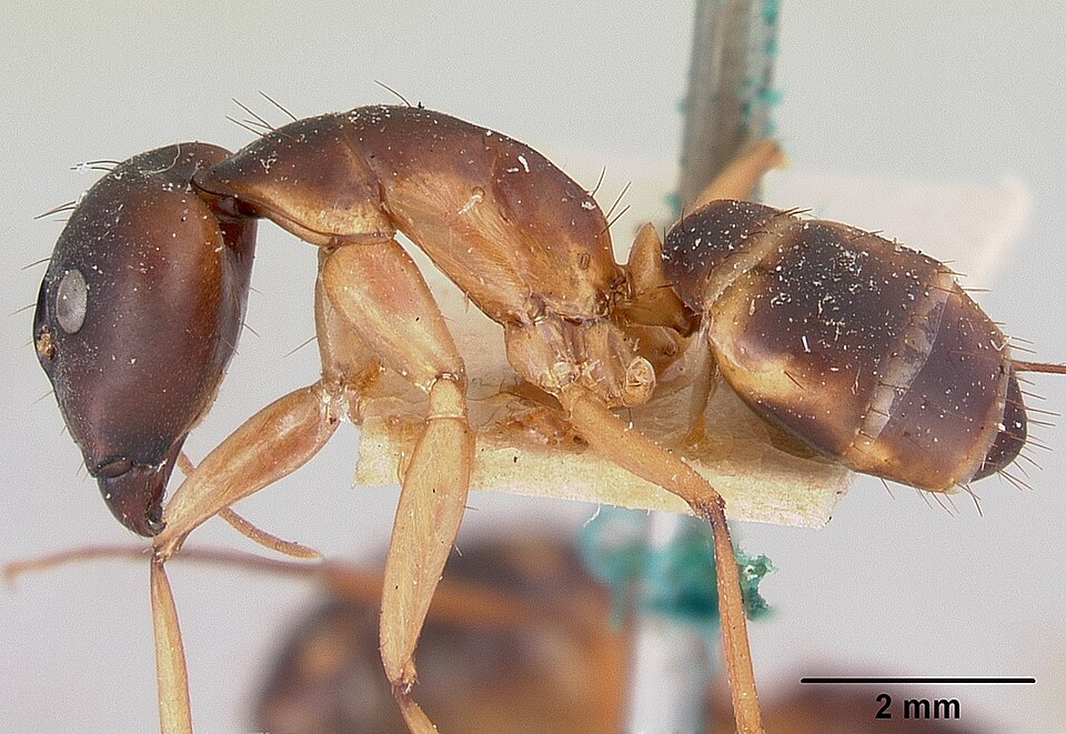 Photo of Spotted sugar ant