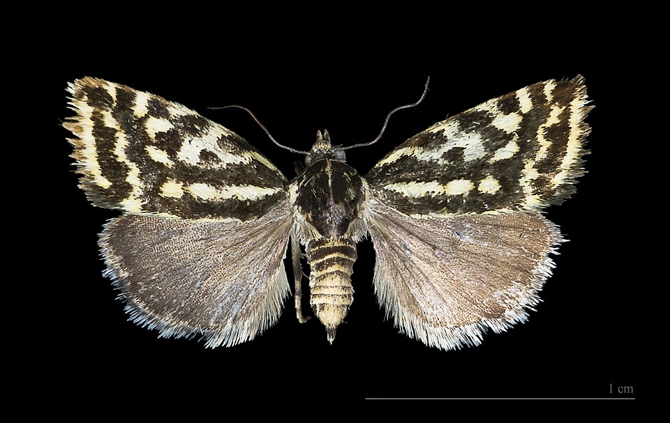 Photo of Spotted sulphur